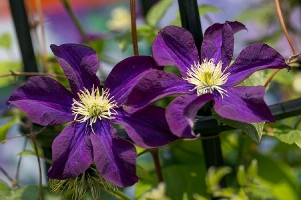 Clematis