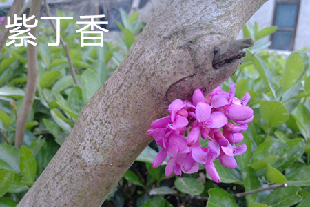 紫丁香树皮