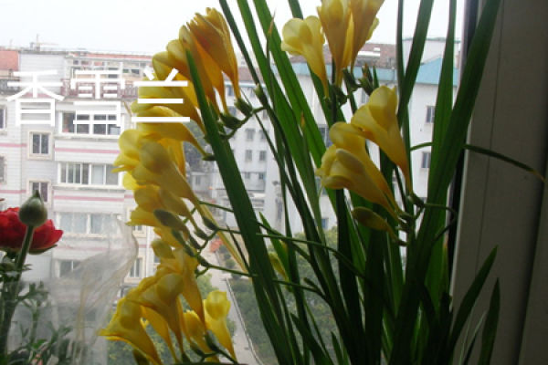 Freesia