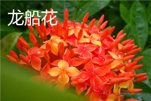 Dragon Boat flower