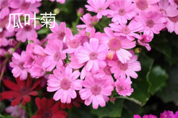 Cineraria