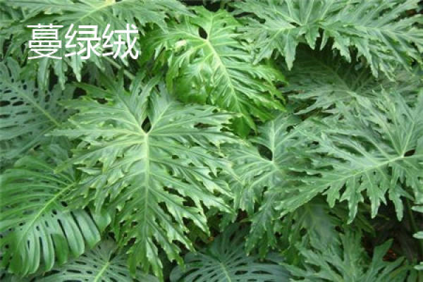 green velvet