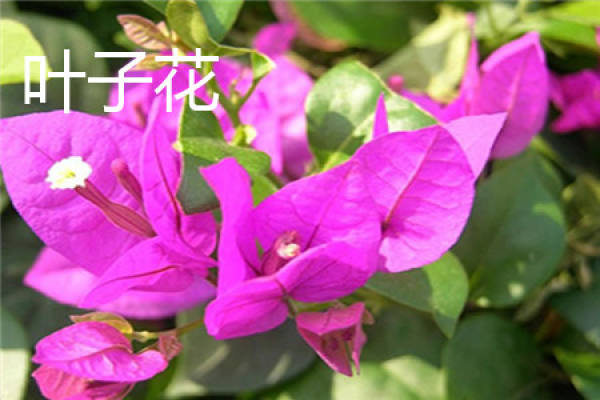 leaf flower