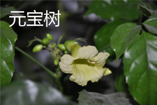 Yuanbao tree