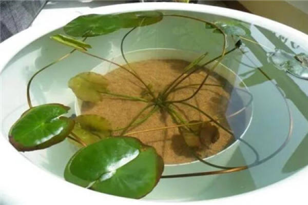 Water Lily