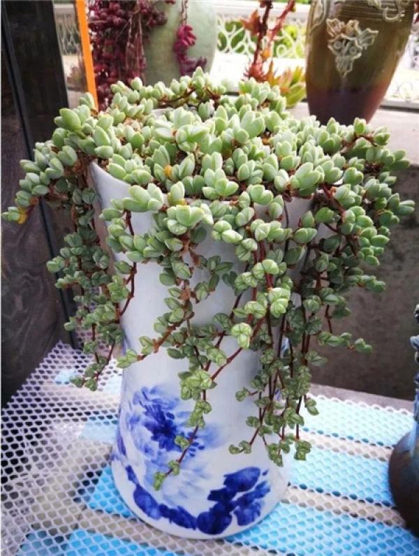 Green Jade Lotus