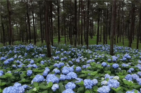 Hydrangea