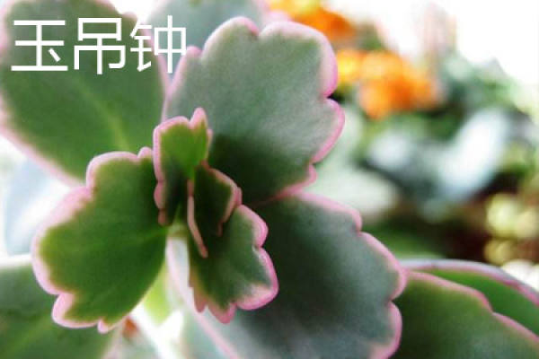 jade bell