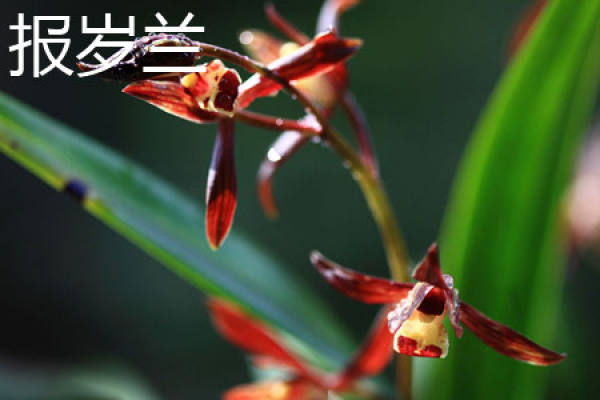 Herba Primulae