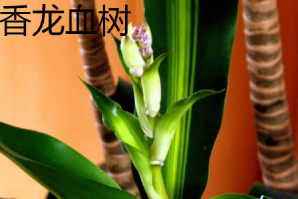 Dracaena fragrans