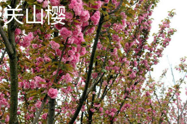 Guan Shan Nanking cherry