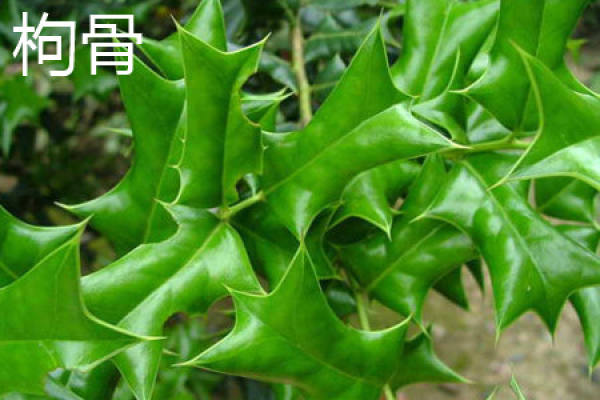 Ilex