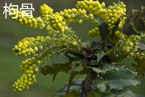 Ilex