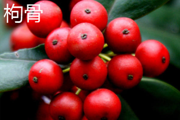 Chinese Holly