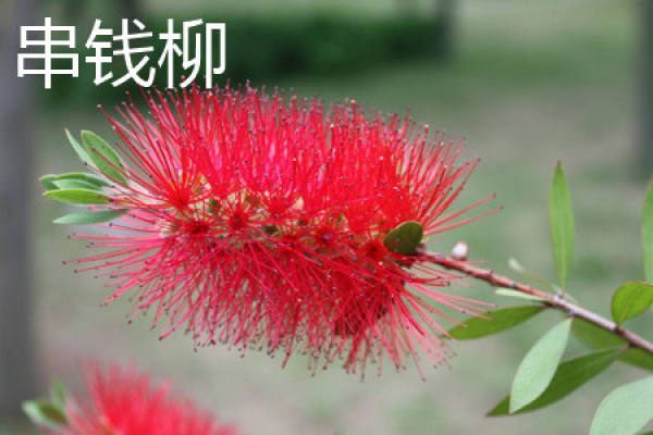 Chuan Qian Liu