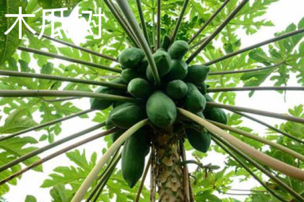 papaya tree