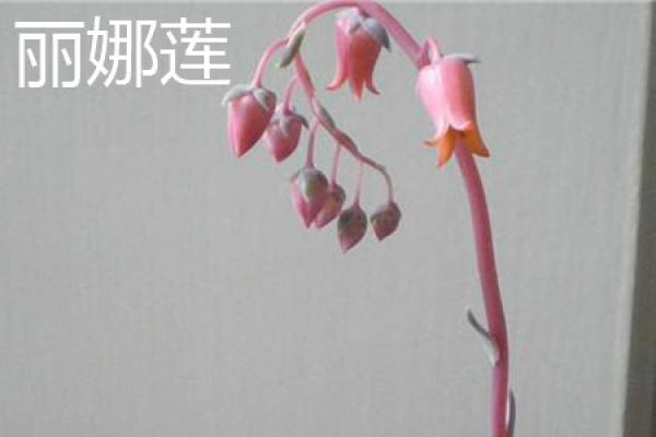Li Na Lian