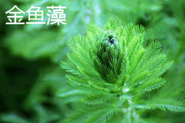 Hornwort