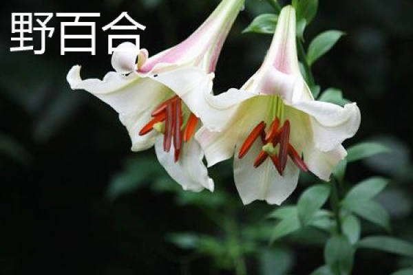lilies