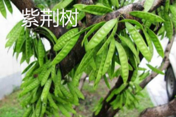 Chinese redbud