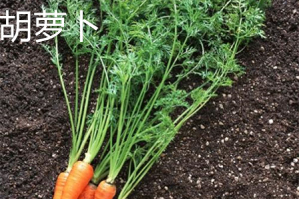 carrot
