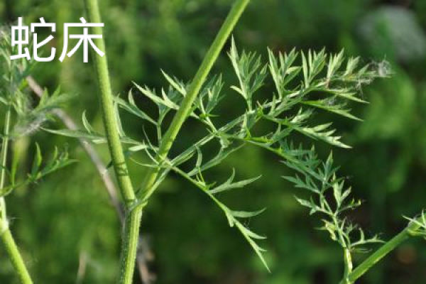 Cnidium monnieri