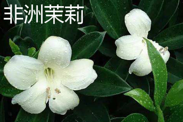 African jasmine