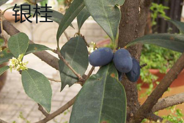 Yin Gui