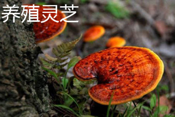Ganoderma lucidum