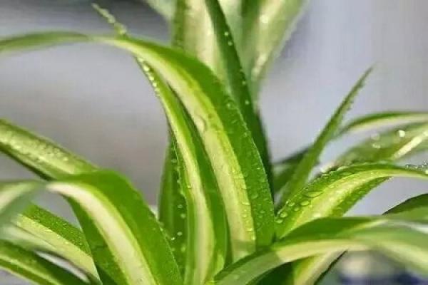 Phnom Penh Chlorophytum