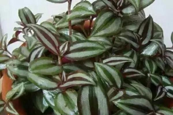 Colour-page chlorophytum