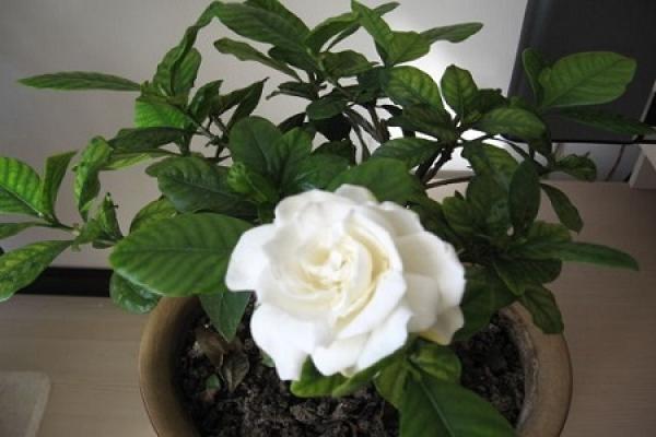 Gardenia