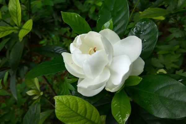 Gardenia