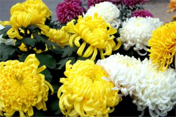 Chrysanthemum
