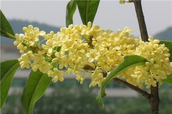 Sweet-scented osmanthus