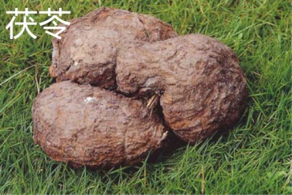 tuckahoe root