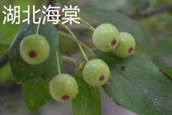 Fruit of Malus hupehensis