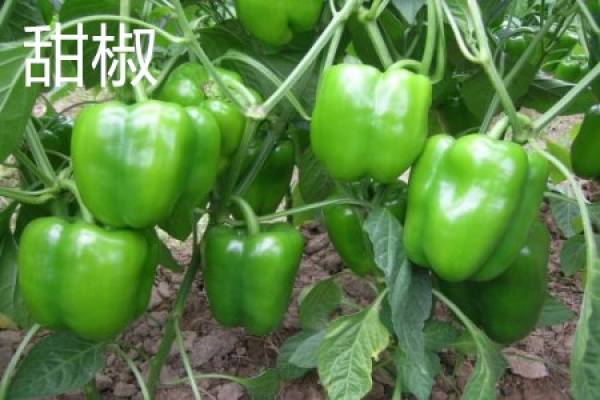 shape of sweet pepper