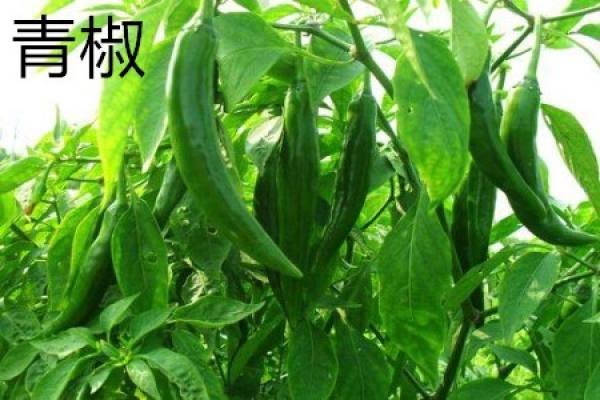 Green Pepper Leaf