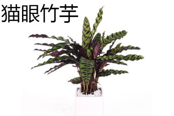 Peacock arrowroot
