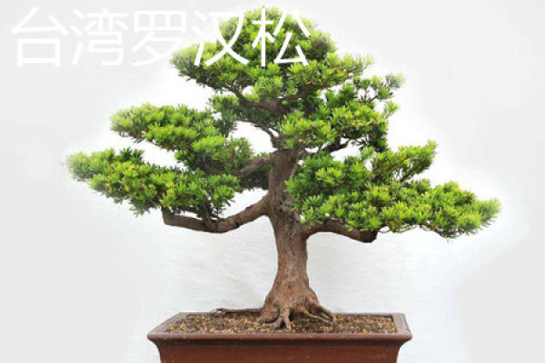 Taiwan luohansong