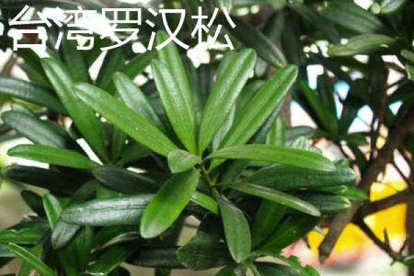 Taiwan luohansong