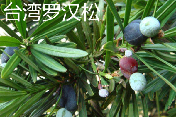 Podocarpus formosanus