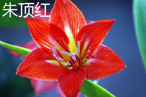 Amaryllis vittata