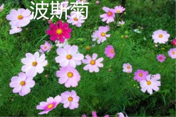 Cosmos flower