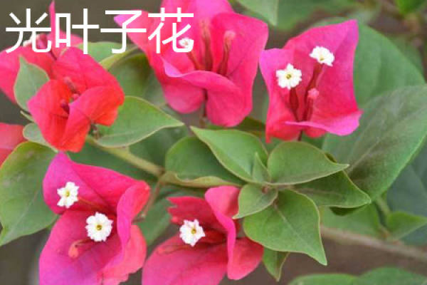 cotyledon