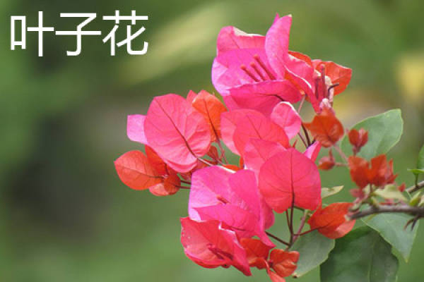 cotyledon