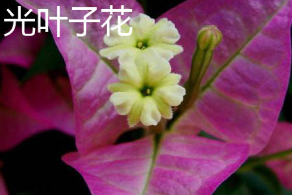 cotyledon