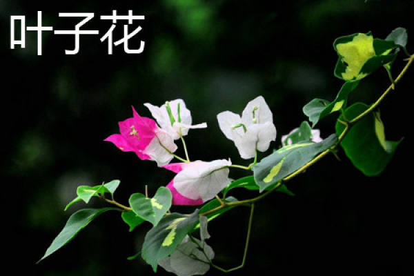 Bougainvillea