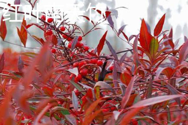 Nandina dasyphylla